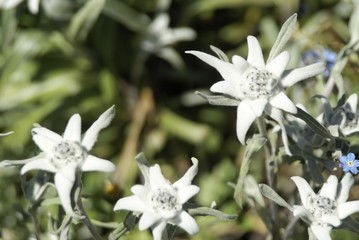 Bergwanderung in den Alpen