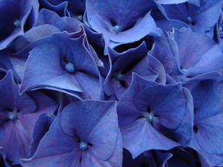 Blue Hydrangeas