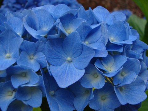 Fototapeta Light Blue Hydrangeas