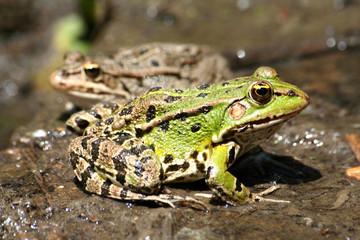 green frog