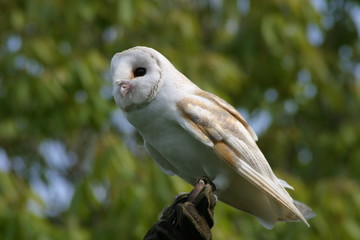 Barn owl