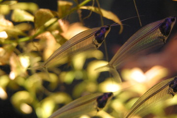 Transparent tropical fish