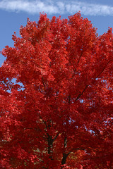 Red oak tree in autumn with blue sky and white cloud