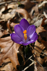 Purple crocus and brown leaves