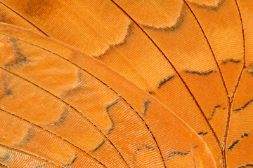 butterfly wing extreme closeup