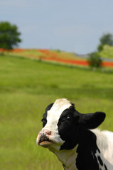 Cow with a very funny expression