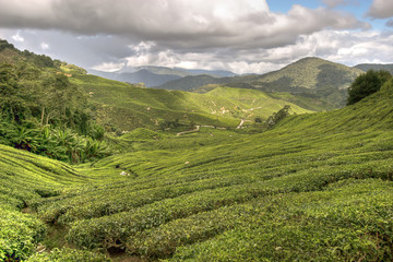 cameron tea plantations