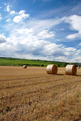 Yellow grain harvested on a farm field