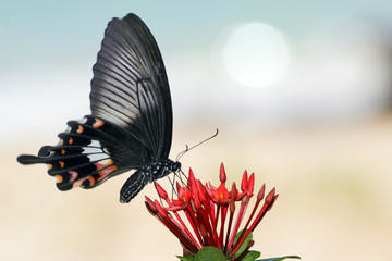 vibrating butterfly 2 © Stéphane Bidouze