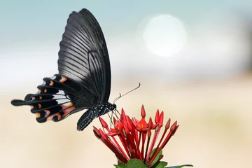 Zelfklevend Fotobehang vibrating butterfly 2 © Stéphane Bidouze