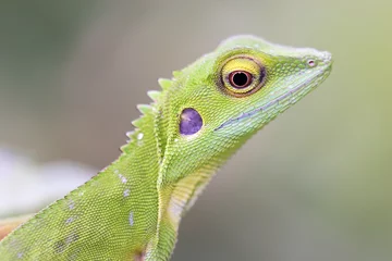 Foto auf Acrylglas Green crested Lizard (Bronchocela cristatella) © Stéphane Bidouze