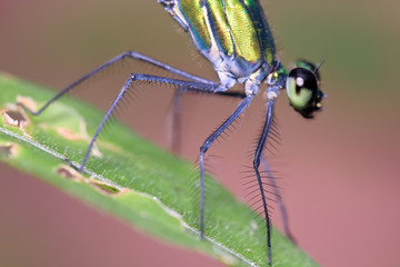 dragonfly closeup (Ischnura species)