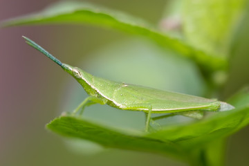mimetic grasshopper (Acrida conica)