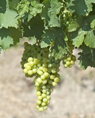 Grape brush. It is photographed in mountain vineyards.