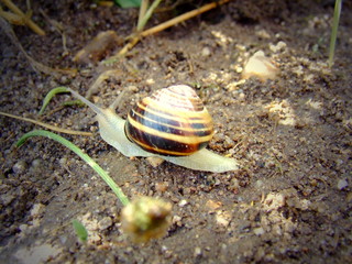 escargot