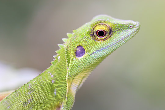 Green crested Lizard (Bronchocela cristatella)