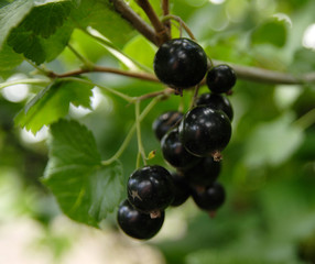 blackcurrant on branch
