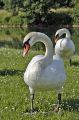 Obraz premium Schwan