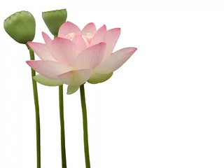 Photo sur Plexiglas fleur de lotus Fleur de lotus