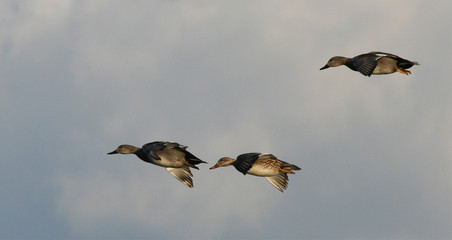 Three Ducks in Flight