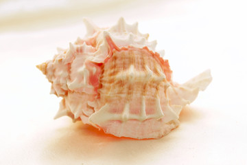 Obraz na płótnie Canvas spiky conch
