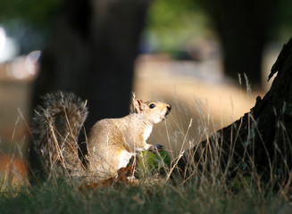 Squirrel with a 