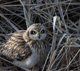 Short Eared Owl