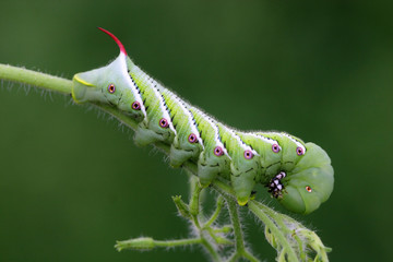 Manduca caterpillar eating its way through the garden.