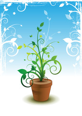 Plantes design en pot