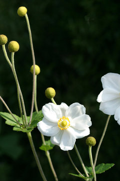 Wildflower in bloom with white petals and a yellow centre