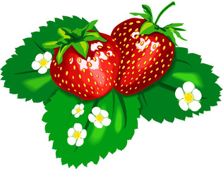 Two tasty appetizing strawberries