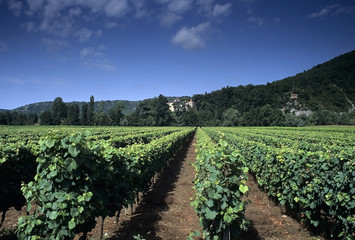 Fototapeta na wymiar vineyard parnac lot valley midi pyrenees 