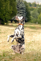 pure breed dalmatian looking up