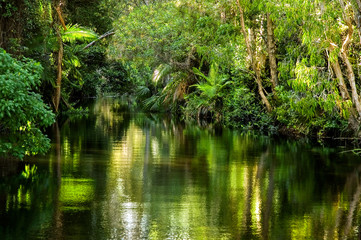 A magnificent rainforest creek - 3847370