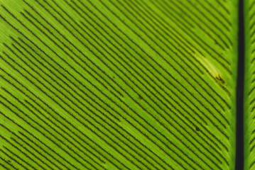 big green leaf in the gardens