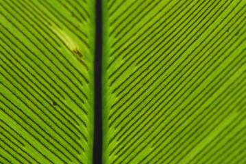 big green leaf in the gardens