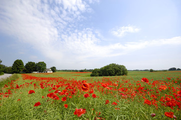 Framland with red poppies trees and blue sky