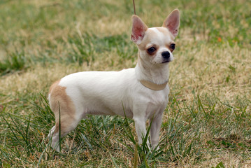  Short-Haired Chihuahua in the grass