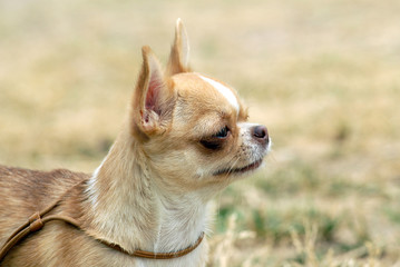 Young fawn colored chihuahua portrait