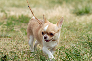 Short-Haired Chihuahua in the grass