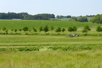 Fototapeta na wymiar Landscape with green fields, cows and trees