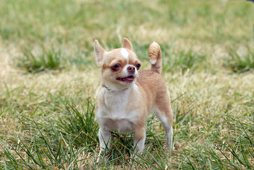    Short-Haired Chihuahua in the grass