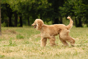 Pure breed afghan hound runing