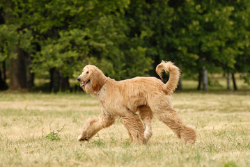 Pure breed afghan hound runing