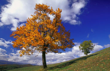 Naklejka premium sorbo e quercia in autunno