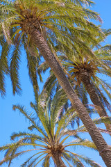 Fototapeta na wymiar three green palms standing on the blue sky background
