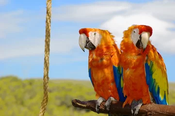 Fotobehang two parrots sitting together in the nature © Konstantin Yuganov