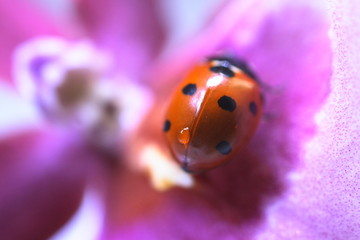 waterdrop on a ladybug