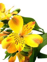 yellow flowers on white background