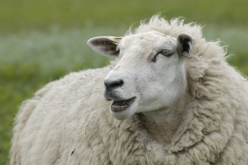 Naklejka premium a portret of a cute sheep